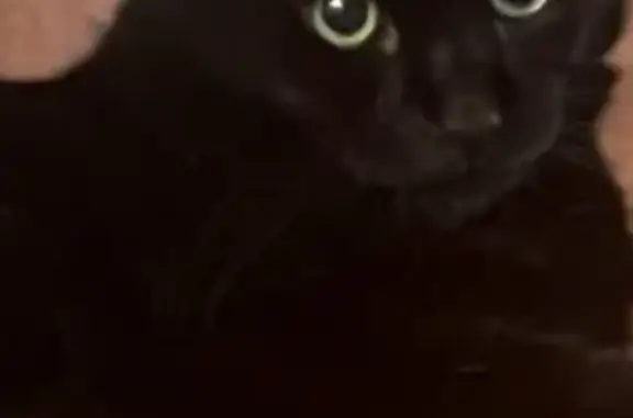 Missing cat Burlington, photo: Lost Black Cat: Green Eyes, Chipped Tooth