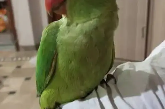 Lost Bird: Orange Beak, Green...