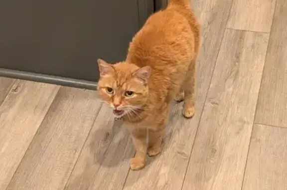 Lost Orange Tabby: Ginger on Sandy Lane