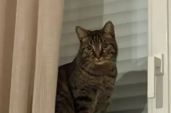Chat perdu : Urus, pucé et tatoué, St-Nazaire - photo