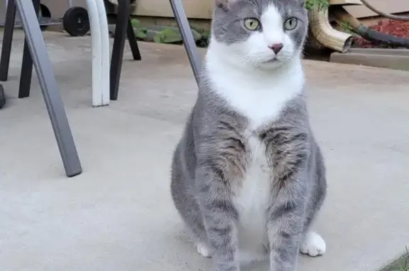 Lost Gray Cat with Green Eyes in Marietta