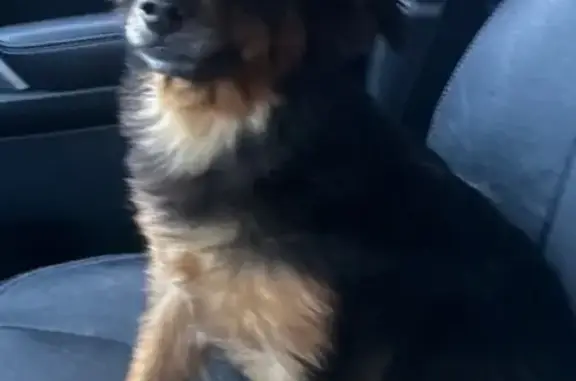 Lost Black Chihuahua in North Shore, CA