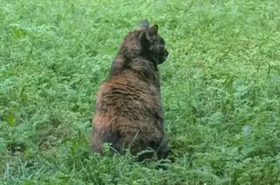 Missing cat Duncanville, photo: Lost Tortoise Shell Cat: Answers to Tiki