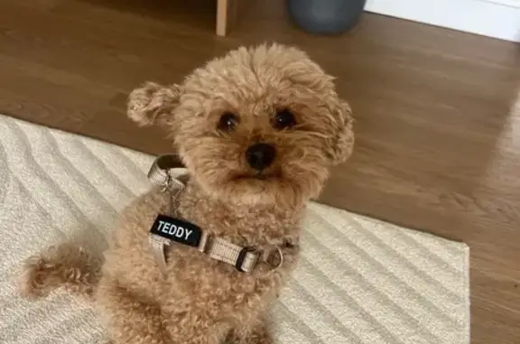 Lost pets Waverley, photo: Lost Apricot Toy Poodle in Waverley
