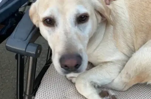 Missing Lab: Help Find Molly in Galena!