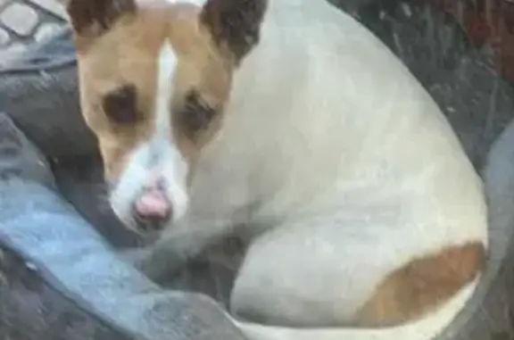 Missing Dog Alert: Brimbank, V...