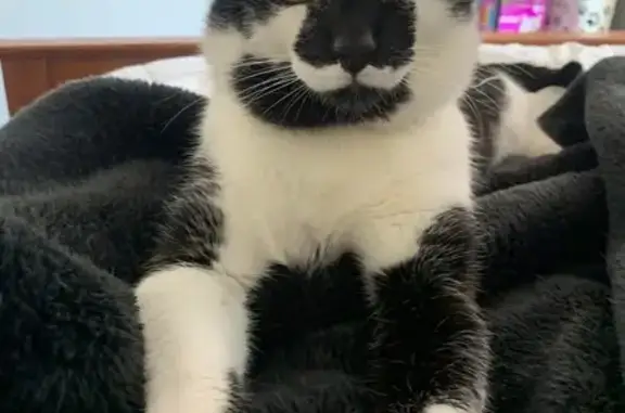 Lost Tuxedo Cat: White Moustache, Brisbane