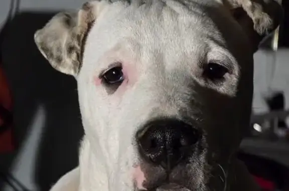 Lost and found pets , photo: Lost Dog: White & Brindle on Stewart Rd