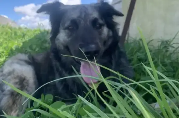 Lost Dog: Brindle Belgian Shepard Mix