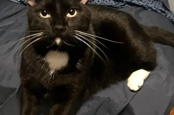 Help Find My Missing Tuxedo Cat - $100 Reward