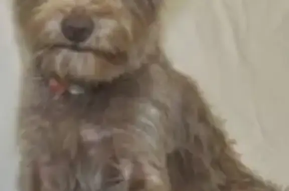 ¡Ayuda! Perro Criollo Perdido en Mixcoatl