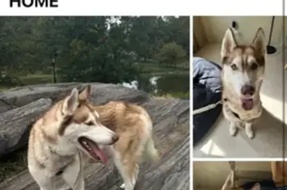 Help Find Bella: Lost Husky in The Bronx