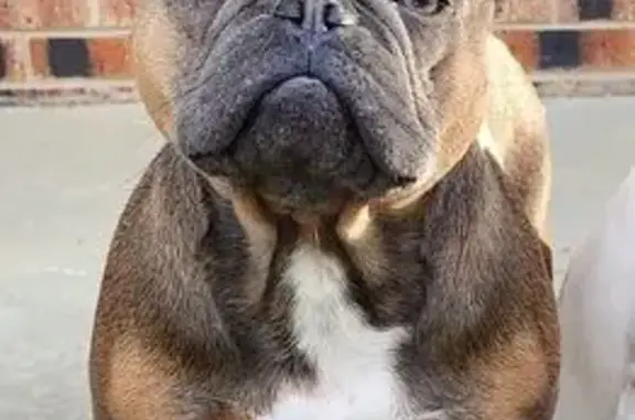 Lost Frenchie: Brown/Tan, Kollock Rd 4127