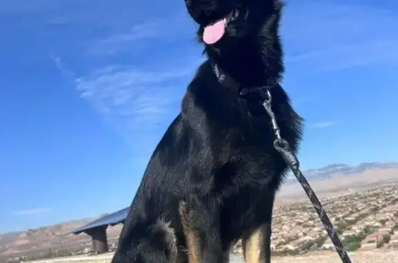 Lost Dog Aurora Found: Salt Lake City
