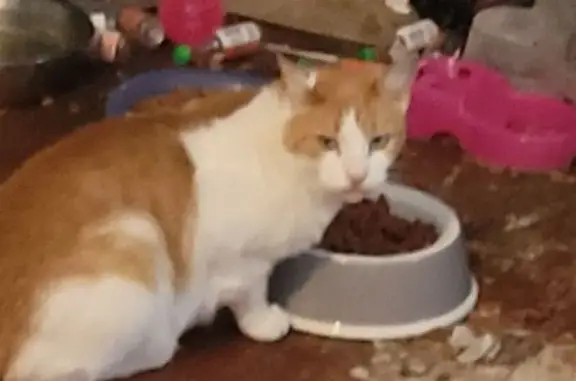 Lost White & Ginger Cat in Lakewood, RI