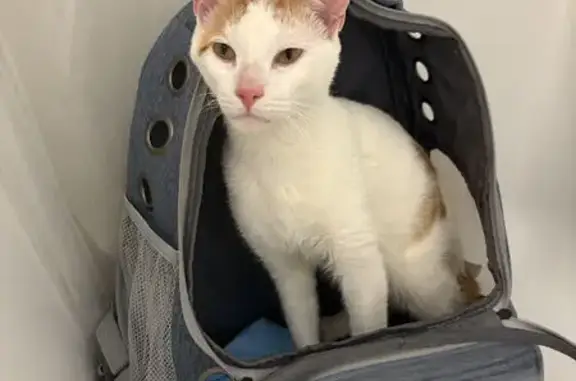 Found cat , photo: Found: Young White & Orange Cat in CH