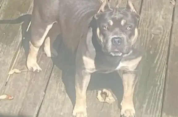 Lost 9-Month-Old Dog in Vernon Hill