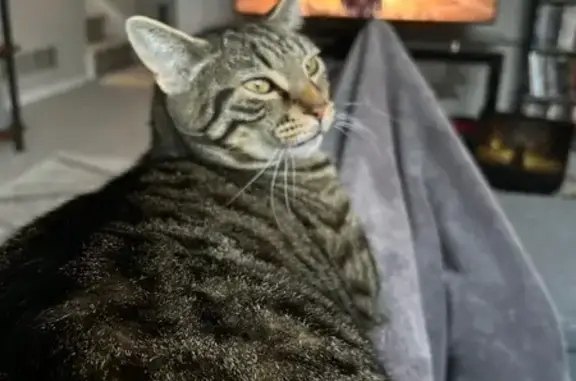 Lost Brown Tabby Cat in Broomfield