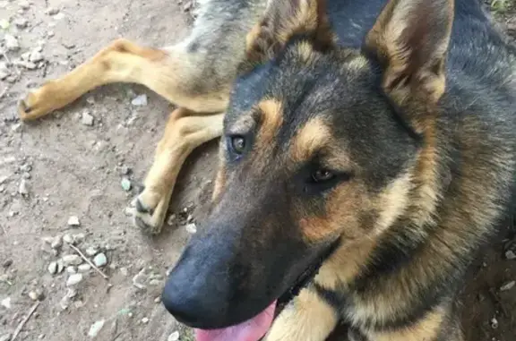 Lost German Shepherd in Yukon, OK
