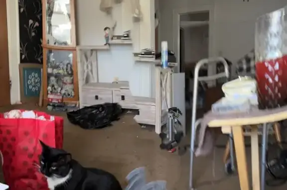 Lost Tuxedo Kitten on Seeley Ave, Kearny