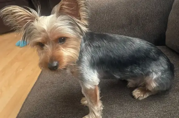 Help Find King: Lost Yorkie in Blenheim
