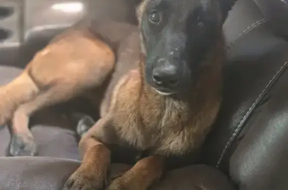 Lost and found pets Sumter, photo: Lost Dog: Blue Jean Collar, Curly Tail