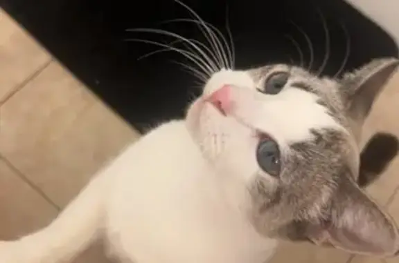 Missing cat New Haven, photo: Lost Cat: Friendly White & Grey, Blue Eyes