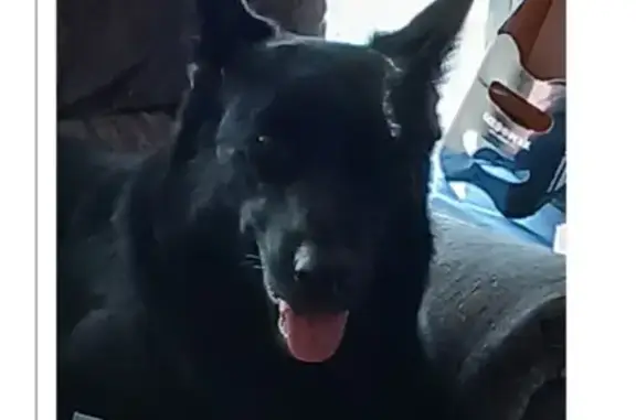 Lost Black German Shepherd in St. Joe, IN
