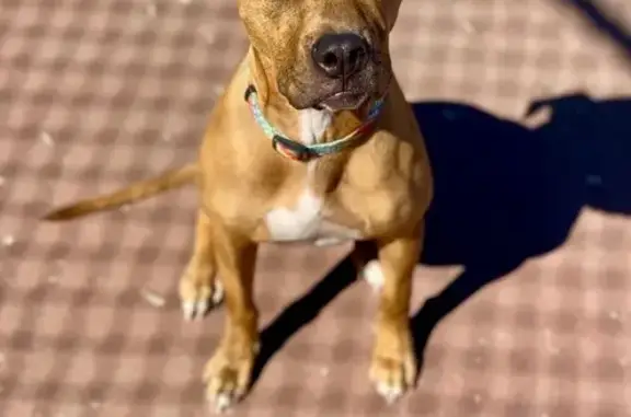 Lost Dog in Storm Near Sam Boyd Field