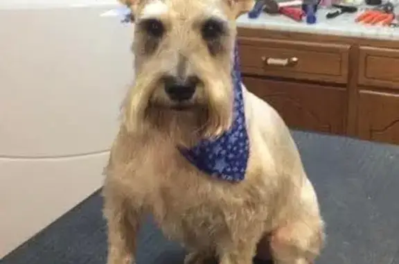 Lost Grey Schnauzer: Blind & One-Eyed