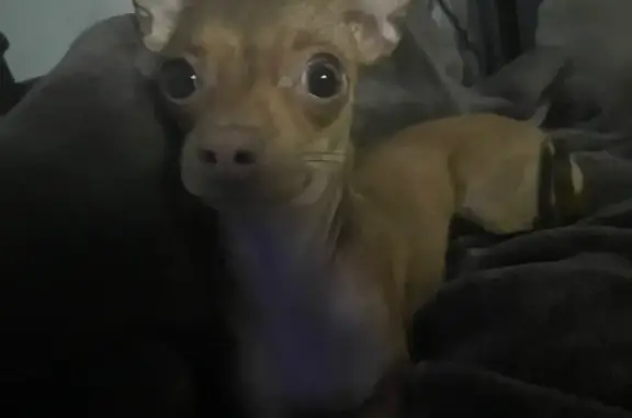 Lost Light Brown Chihuahua: Call Now!