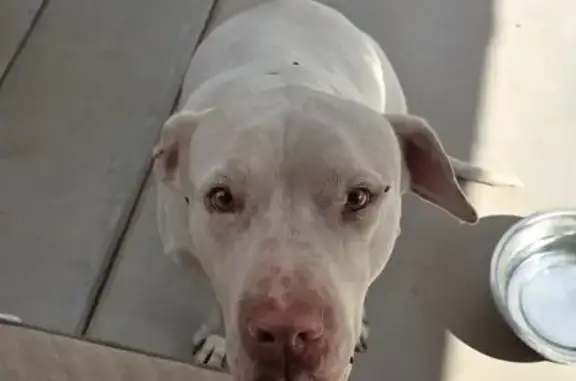 Found dog Gilbert, photo: Found: Sweet Pitbull with Stitches in Gilbert