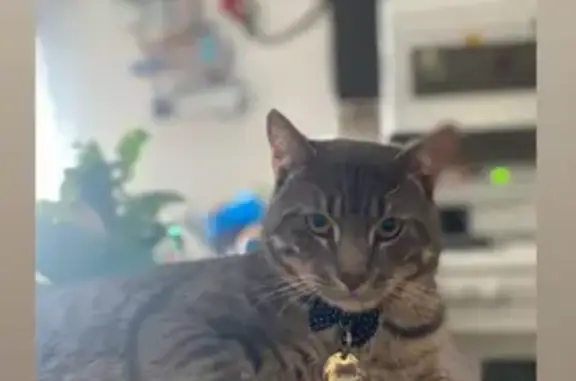Lost Tabby Cat on Boxwood Road