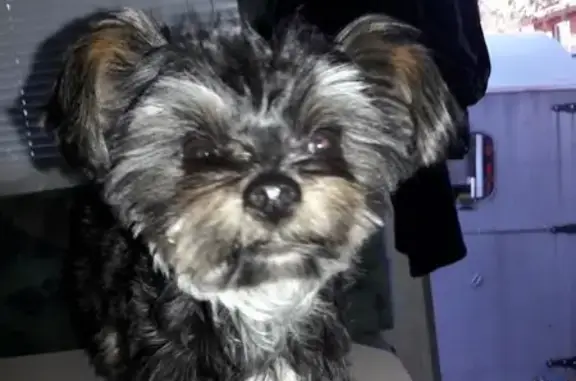Lost Yorkie: Billy Needs Raw Food Diet