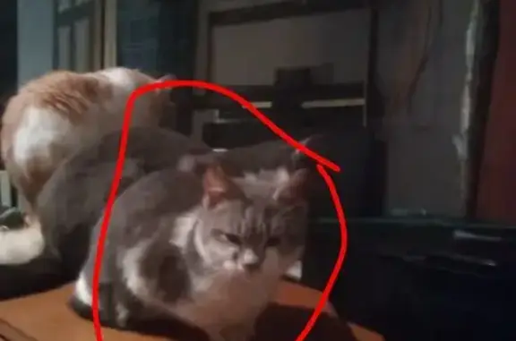 Missing cat Sacramento, photo: Lost Gray & White Cat on Eleanor Ave