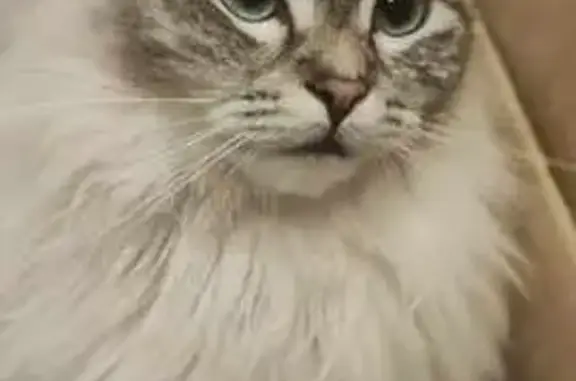 Chat perdu : Artemis, secteur Lelin-Lapujolle - photo