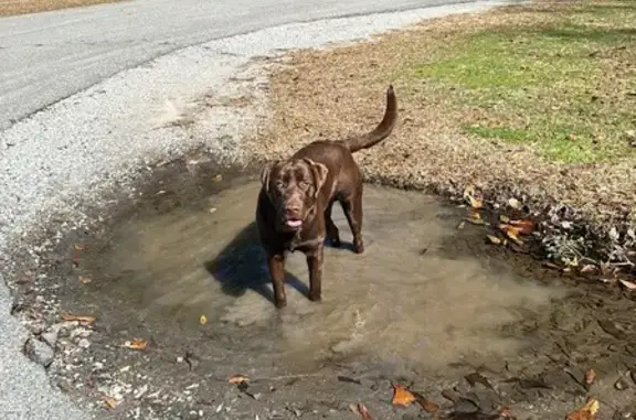 Missing dog Lucedale, photo: Lost 100lb Chocolate Lab on Deep Creek Rd