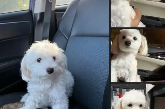 Lost White Dog: Honey Ears & Tail Spot