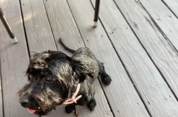 Lost Dog: Black with Brown Highlights