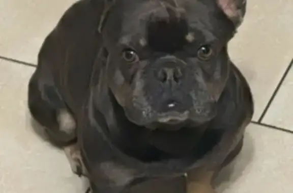 Missing dog Phoenix, photo: Lost French Bulldog: Theodore Needs Help!