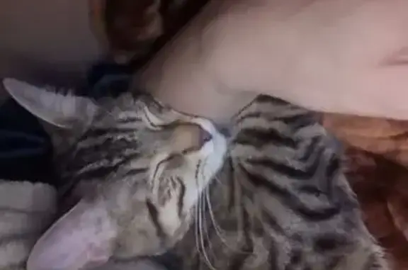 Chatte tigrée Stella perdue aux Grésilles - photo