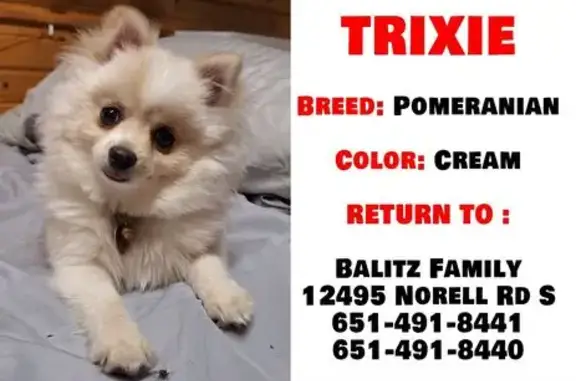 Lost Pomeranian: Friendly Trixie in Hastings