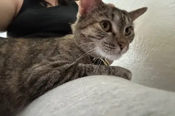 Missing cat Posen, photo: Lost Tortoise Cat: Orange-Tip Tail