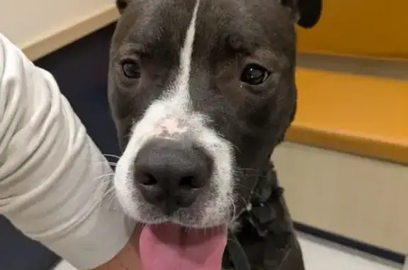 Found dog , photo: Friendly Lost Pit Bull Roaming Chicago