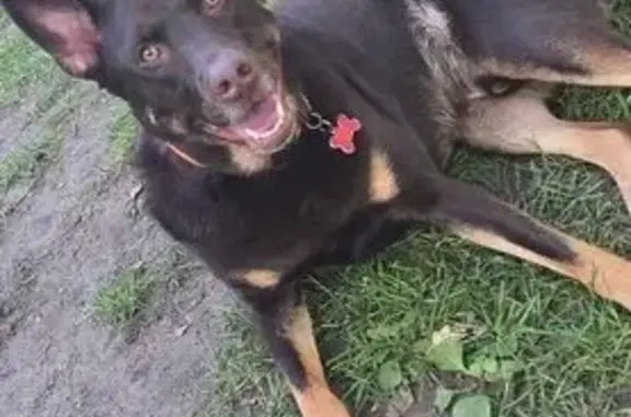 Lost: Fast Brown Labrador Mix, 'Archer'