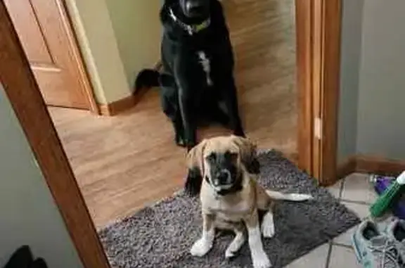 Lost and found pets Michigan Center, photo: Lost Dogs: Black & Brown Mixes in MI