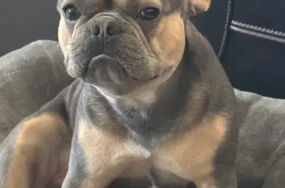 Lost Dog: Grey/Brown, Crooked Leg, La Puente