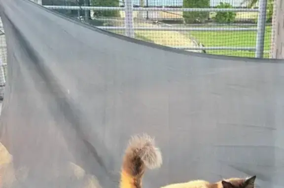 Missing cat Gold Coast, photo: Help Find Our Beloved Ragdoll Cat!