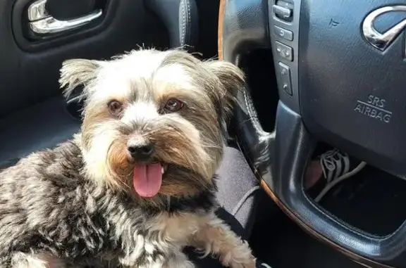 Lost Dog Max: Blue Collar, Prue Rd Area