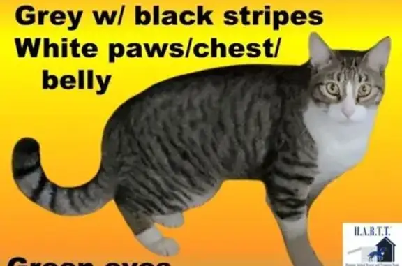 Lost Gray Tabby: Unique Eyes & Tail Rings